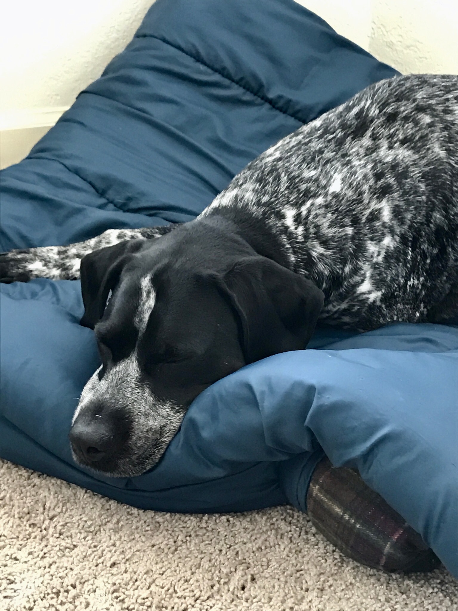 Pepper in Repose